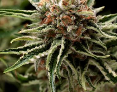 Pyramid Seeds - Shark cannabis seed