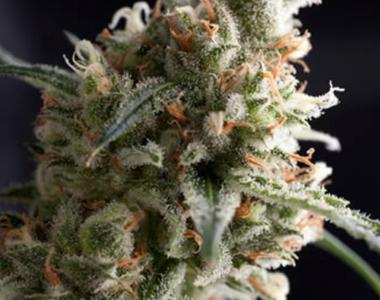 Pyramid Seeds - Super Hash cannabis seed