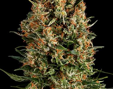 Pyramid Seeds - Wembley cannabis seed