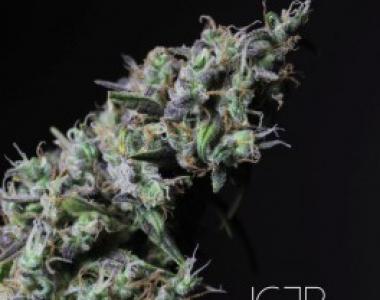 R-Kiem - Icer cannabis seed