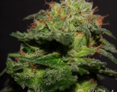 R-Kiem - R Kiem cannabis seed
