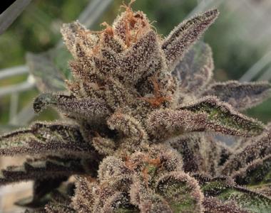 Rare Dankness - 501st OG cannabis seed
