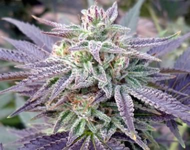 Rare Dankness - Blue OX cannabis seed