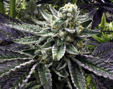 Rare Dankness - Commerce City Kush cannabis seed