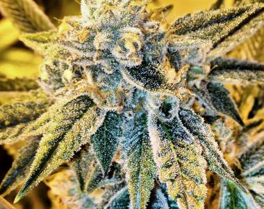 Rare Dankness - Corn Bread cannabis seed