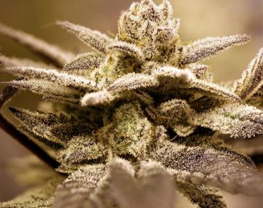 Rare Dankness - Dark Shadow Haze cannabis seed