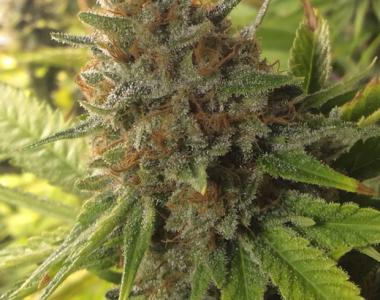 Rare Dankness - Harlox cannabis seed