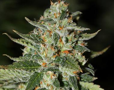 Rare Dankness - Midas cannabis seed
