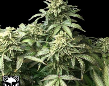 Rare Dankness - OX Piss cannabis seed