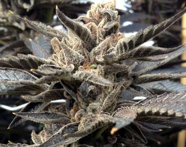Rare Dankness - Star Killer cannabis seed