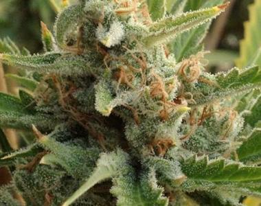 Rare Dankness - Tangerine Kush cannabis seed