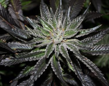 Rare Dankness - The OX cannabis seed