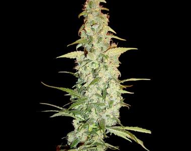Reserva Privada - Cole Train cannabis seed