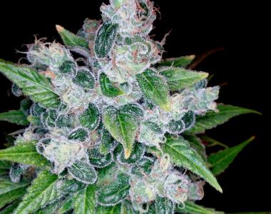 Reserva Privada - Kandy Kush cannabis seed
