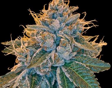 Reserva Privada - Kosher Kush cannabis seed