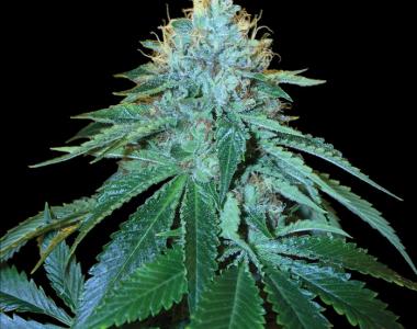 Reserva Privada - The OG 18 cannabis seed