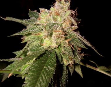 Reserva Privada - OG Kush cannabis seed