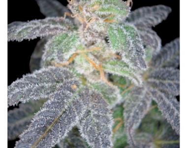 Reserva Privada - Purple OG 18 cannabis seed