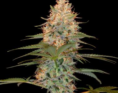 Reserva Privada - Silver Kush cannabis seed