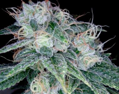 Reserva Privada - Sour Diesel cannabis seed