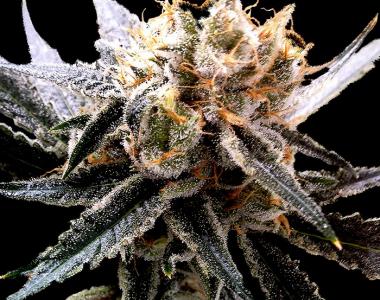 Reserva Privada - Sour Tangie cannabis seed