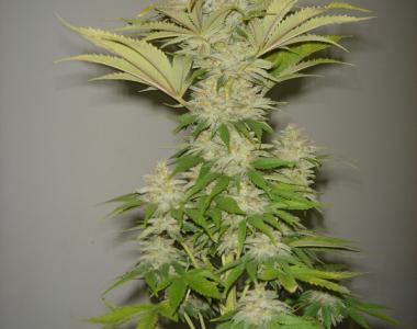 Resin Seeds - Bubblicious cannabis seed