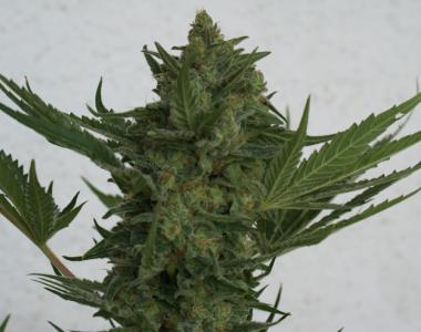 Resin Seeds - Critical Haze cannabis seed