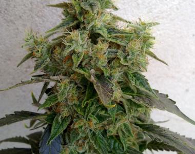 Resin Seeds - Dieseltonic cannabis seed