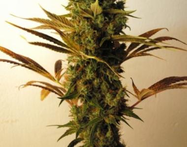 Resin Seeds - Hammershark cannabis seed