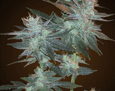 Resin Seeds - LA Ultra cannabis seed