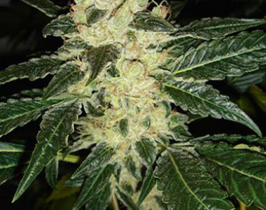 Resin Seeds - Sour P cannabis seed