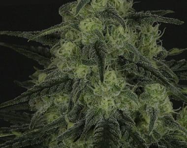 Ripper Seeds - Black Valley cannabis seed