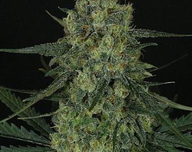 Ripper Seeds - Criminal + cannabis seed