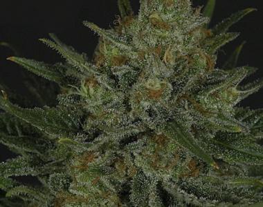 Ripper Seeds - Double Glock cannabis seed