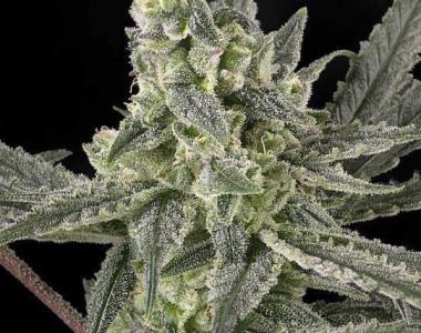 Ripper Seeds - Old School cannabis seed