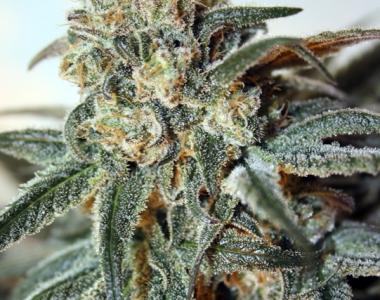 Ripper Seeds - Zombie Kush cannabis seed
