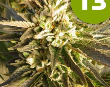 Roor Seeds - i3 - Citrus Smoothie cannabis seed