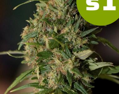 Roor Seeds - s1 - Nev OS cannabis seed