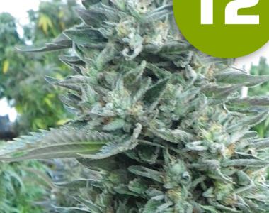 Roor Seeds - i2 - Bubba OG cannabis seed