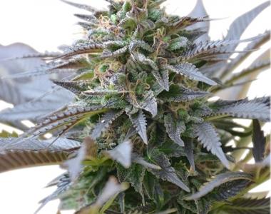 Royal Queen Seeds - Blue Mystic cannabis seed