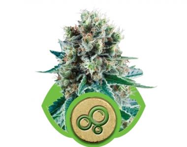 Royal Queen Seeds - Bubble Kush Auto cannabis seed