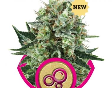 Royal Queen Seeds - Bubble Kush cannabis seed