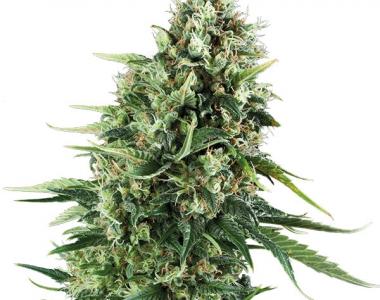Royal Queen Seeds - Chocolate Haze cannabis seed