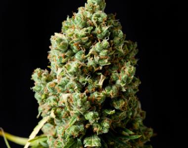 Royal Queen Seeds - Critical Kush cannabis seed