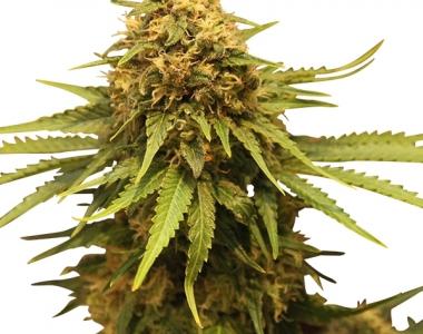 Royal Queen Seeds - Critical cannabis seed
