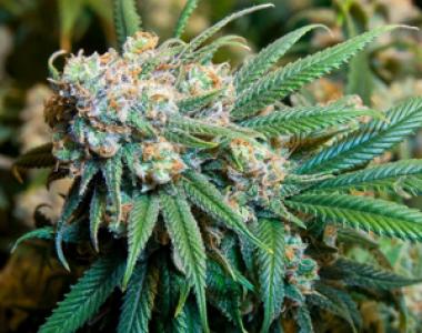 Royal Queen Seeds - Dance World cannabis seed