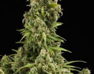 Royal Queen Seeds - Diesel Auto cannabis seed