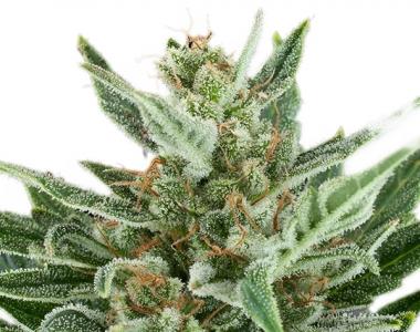 Royal Queen Seeds - Easy Bud cannabis seed