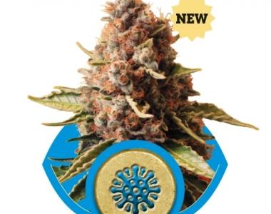 Royal Queen Seeds - Euphoria cannabis seed