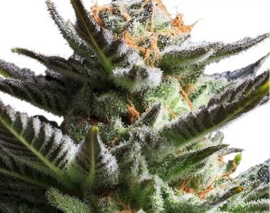 Royal Queen Seeds - Fruit Spirit cannabis seed